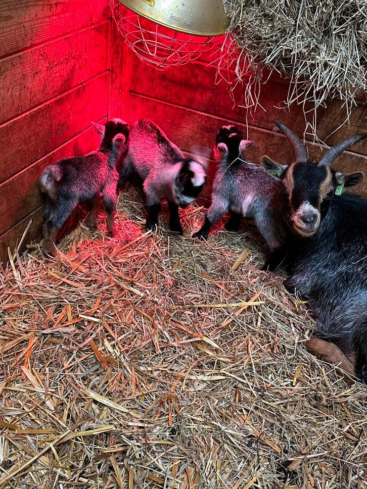 Blauwschimmel tan moeder met lammetjes, Dieren en Toebehoren, Schapen, Geiten en Varkens, Geit, Vrouwelijk, 0 tot 2 jaar