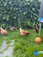 Legkippen, Dieren en Toebehoren, Kip