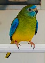 Turquoisineparkieten en Blauwvleugelparkieten, Dieren en Toebehoren, Vogels | Parkieten en Papegaaien, Meerdere dieren, Parkiet