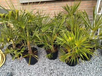 Palmboom beschikbaar voor biedingen