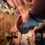 Luipaard gecko man, Dieren en Toebehoren, Hagedis, Tam, 3 tot 6 jaar