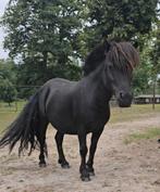 Shetlander merrie, Dieren en Toebehoren, Pony's, Merrie, Niet van toepassing, A pony (tot 1.17m), 7 tot 10 jaar