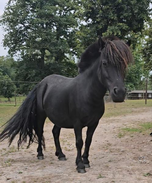Shetlander merrie, Dieren en Toebehoren, Pony's, Merrie, Niet van toepassing, A pony (tot 1.17m), Recreatiepony, 7 tot 10 jaar