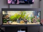 Juwel rio 240 tekoop, Dieren en Toebehoren, Ophalen, Zo goed als nieuw