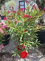 Nerium Oleander, Ophalen