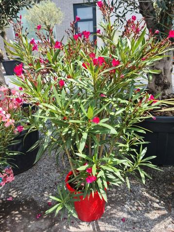 Nerium Oleander  beschikbaar voor biedingen