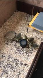 Warmteplaat voor 50 kuikens van allerhande pluimvee Brinsea, Dieren en Toebehoren, Pluimvee | Toebehoren, Ophalen, Zo goed als nieuw