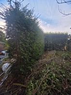 Haie, buisson, Jardin & Terrasse, Enlèvement