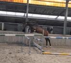 Dourkhan Hero x Zwiep des Fontaines!! VLOTTE AFHANDELING, Dieren en Toebehoren, Paarden, Springpaard, Niet van toepassing, 0 tot 2 jaar