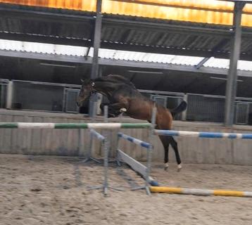 Dourkhan Hero x Zwiep des Fontaines!! VLOTTE AFHANDELING  beschikbaar voor biedingen