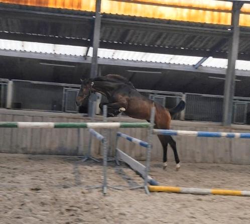 Dourkhan Hero x Zwiep des Fontaines!! VLOTTE AFHANDELING, Dieren en Toebehoren, Paarden, Hengst, Niet van toepassing, 170 tot 175 cm