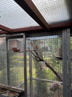 Kapoetsensijs, Dieren en Toebehoren
