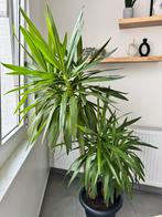 Yucca plant (1m80), Tuin en Terras, Planten | Tuinplanten, Ophalen