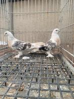 Takla super miski, Dieren en Toebehoren, Vogels | Duiven