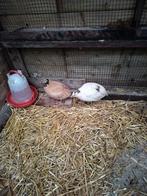 Mooi koppel Japanse kwartels