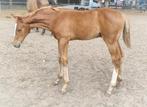 Zeer chique springveulen met potentie Ecclestone x Nabab, Dieren en Toebehoren, Springpaard, 0 tot 2 jaar, Hengst, 170 tot 175 cm