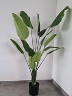 Strelitzia Nicolai -  kunstplant, Ophalen