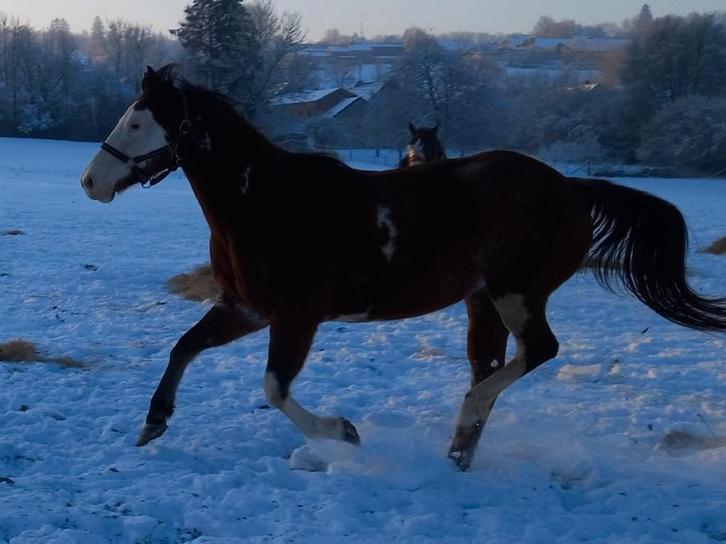Jument apha, Animaux & Accessoires, Chevaux, Jument, 7 à 10 ans, Cheval western, Avec pedigree, Avec puce électronique, Vermifugé
