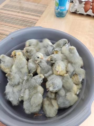 pluimvee, Dieren en Toebehoren, Pluimvee, Geslacht onbekend, Kip