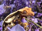 Volledige wimpergekko kweekgroep, Dieren en Toebehoren, Hagedis, Tam, 3 tot 6 jaar