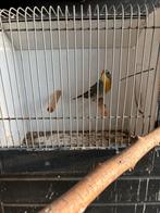 Japanse nachtegaal, Dieren en Toebehoren, Mannelijk, Geringd