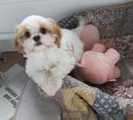 Prachtig en heel lief cavalier king charles mix pups teefje, Dieren en Toebehoren, België, Fokker | Hobbymatig, CDV (hondenziekte)