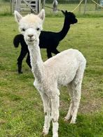 Alpaca merrie, Vrouwelijk