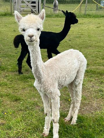 Alpaca merrie beschikbaar voor biedingen