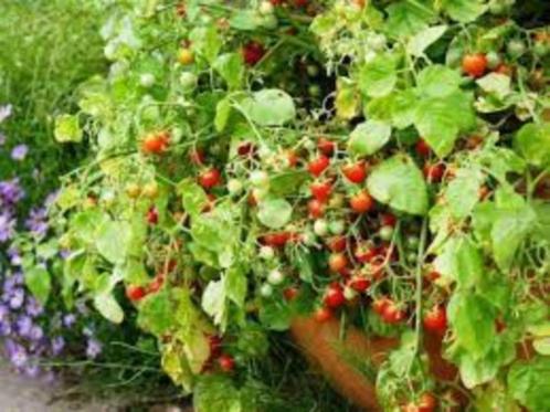 3 graines de belle tomate patio Cherry Cascade, Jardin & Terrasse, Bulbes & Semences, Graine, Printemps, Envoi