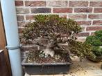 Bonsai azalea, Tuin en Terras, Ophalen
