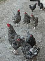 Mechelse koekoek kalkoenkop te koop, Meerdere dieren, Kip