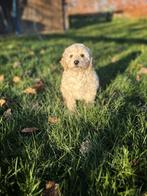 uniek mooie creme poedeltjes te koop, Dieren en Toebehoren, Honden | Chihuahua's en Gezelschapshonden, Poedel, België, CDV (hondenziekte)