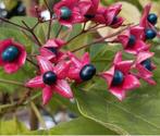 Clerodendrum Trichotomum -  Pindakaasstruiken, Jardin & Terrasse, Plantes | Arbres, Arbre à bulbes, 100 à 250 cm, Plein soleil