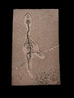 2) Zeldzame dinosaurus skellet keichousaurus hui uit China, Verzamelen, Ophalen of Verzenden, Fossiel