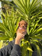Prachtige maltipoo pups, Dieren en Toebehoren, België, Overige rassen, CDV (hondenziekte), 8 tot 15 weken