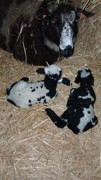 Baggerbonte ooi met ooi lam en ram lam, Dieren en Toebehoren, Schapen, Geiten en Varkens, Meerdere dieren, Schaap, 0 tot 2 jaar
