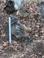 2 hanen gratis af te halen, Dieren en Toebehoren, Mannelijk, Kip