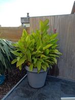 Canna indica rode bloemen, Ophalen