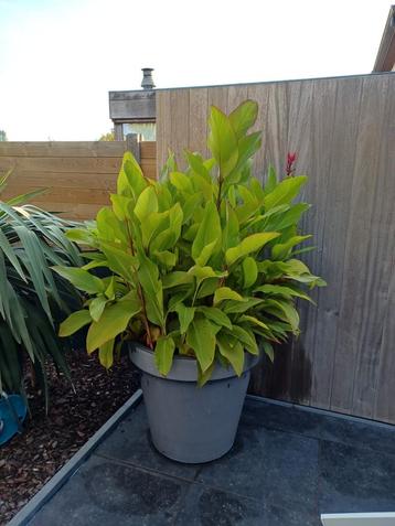 Canna indica rode bloemen  beschikbaar voor biedingen