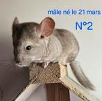 Jonge chinchilla's, Dieren en Toebehoren, Meerdere dieren, Chinchilla, Tam