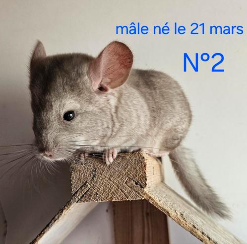 Jonge chinchilla's, Dieren en Toebehoren, Knaagdieren, Meerdere dieren, Chinchilla, Tam