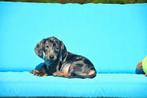 Prachtig Blue Merle Tan Teckel pupje, België, CDV (hondenziekte), 8 tot 15 weken, Korthaar