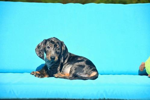 Prachtig Blue Merle Tan Teckel pupje, Dieren en Toebehoren, Honden | Teckels en Dashonden, Meerdere dieren, Korthaar, Dwerg, Fokker | Professioneel