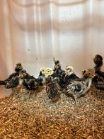 Baardkuifhoenders / padua kuikens, Meerdere dieren, Kip