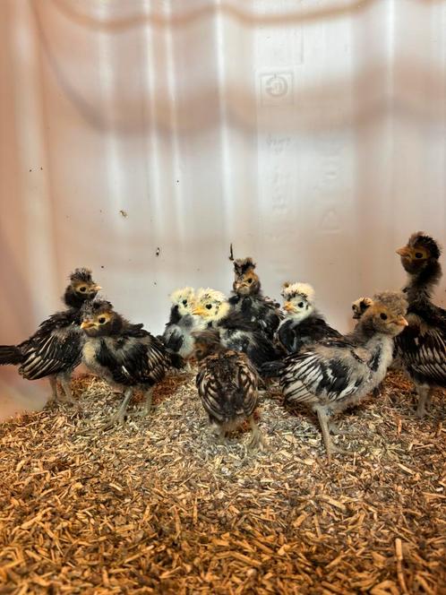 Baardkuifhoenders / padua kuikens, Dieren en Toebehoren, Pluimvee, Kip, Meerdere dieren