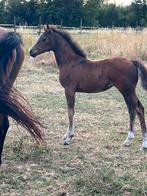 Chique merrieveulen met top papier!, Dieren en Toebehoren, Merrie, Gechipt, Niet van toepassing, Springpony
