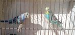 koppel grasparkieten (4), Dieren en Toebehoren