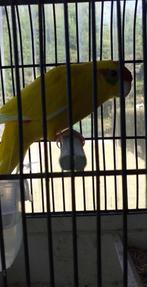 vogels, Parkiet, Geringd