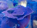 Koralen, Dieren en Toebehoren, Vissen | Aquariumvissen