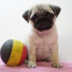 Mopshond puppy's te koop (Belgisch), België, CDV (hondenziekte), 8 tot 15 weken, Meerdere